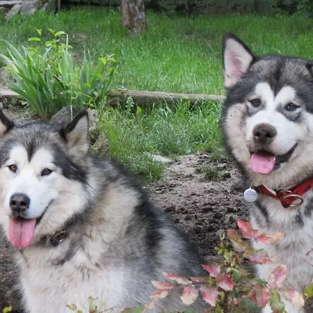 Hotell Du Koenigsbourg- Entre Vignes Et Chateau Thannenkirch