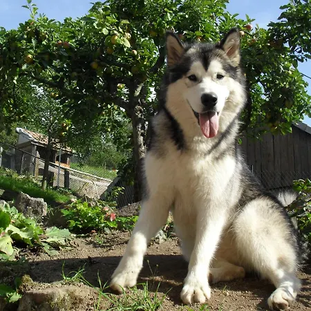 Du Koenigsbourg- Entre Vignes Et Chateau Thannenkirch