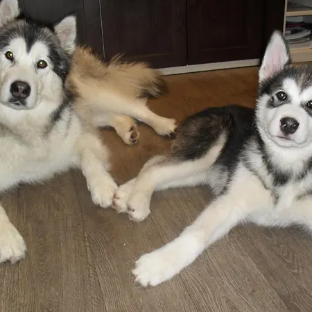 Du Koenigsbourg- Entre Vignes Et Chateau Thannenkirch