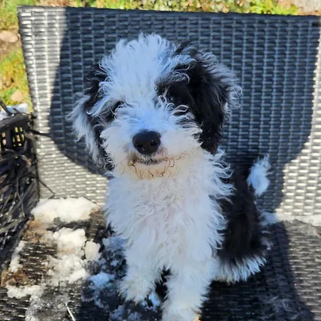 Du Koenigsbourg- Entre Vignes Et Chateau Hotell 3*