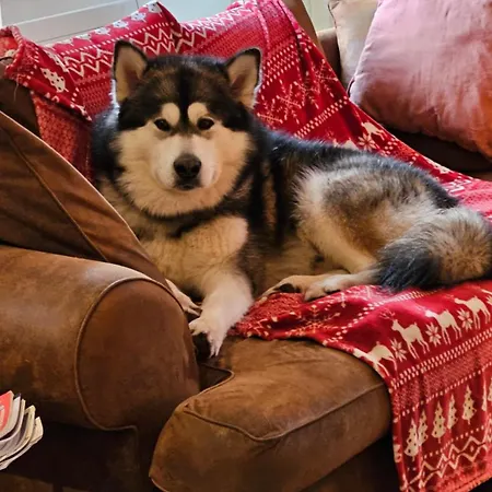 Hotell Du Koenigsbourg- Entre Vignes Et Chateau Thannenkirch