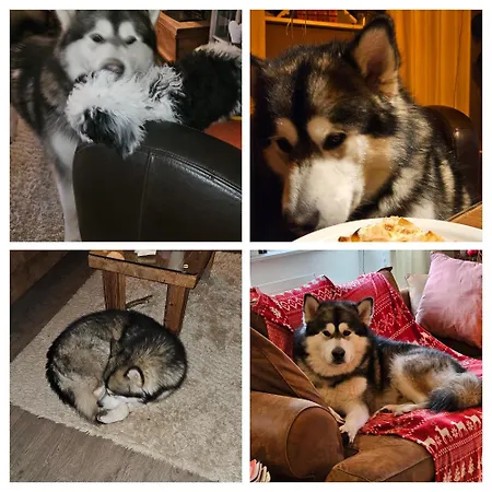 Du Koenigsbourg- Entre Vignes Et Chateau