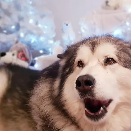 Hotel Du Koenigsbourg- Entre Vignes Et Chateau 3*